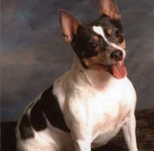 Dresdan is our Rat Terrier female