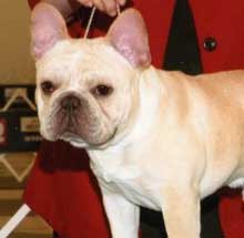 Henri is a French Bulldog Male